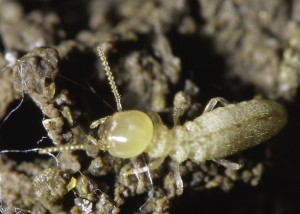 termite