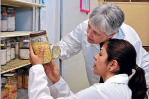 Drs. Linda Mason and Mahsa Fardisi conduct research in a Purdue entomology lab. Photo: John L. Obermeyer