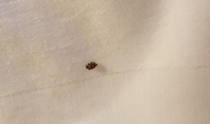 The insect I found crawling around the foot of my hotel room bed.