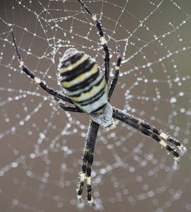 This banded garden spider (Argiope trifasciata) is commonly found in gardens, so if she’s indoors, look for vegetation that might be causing her to set up housekeeping there. Photo: ©istock.com/kgfot