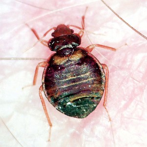 Nowadays, bed bugs are more common than their lookalikes. Photo: Mark Sheperdigian