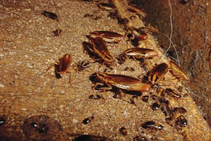 German cockroaches are heavily dependent on moisture sources. Photo: Mark Sheperdigian