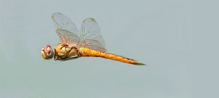 Pantala-flavescens-dragonfly