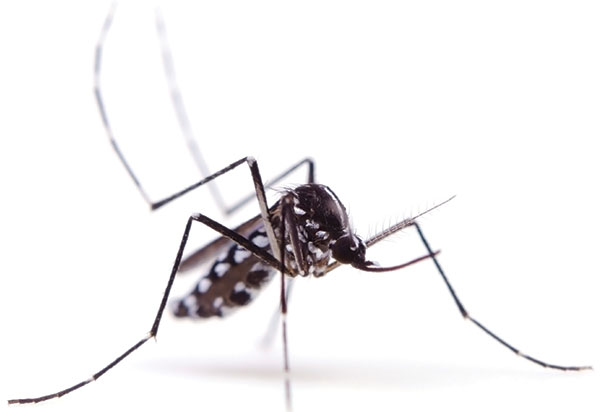 Mosquito. PHOTO: ISTOCK.COM/EYE-BLINK