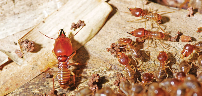 Reaching the source of a termite infestation in a crawlspace often requires the cooperation of the client. Photo: ©iStock.com/TrichopCMU