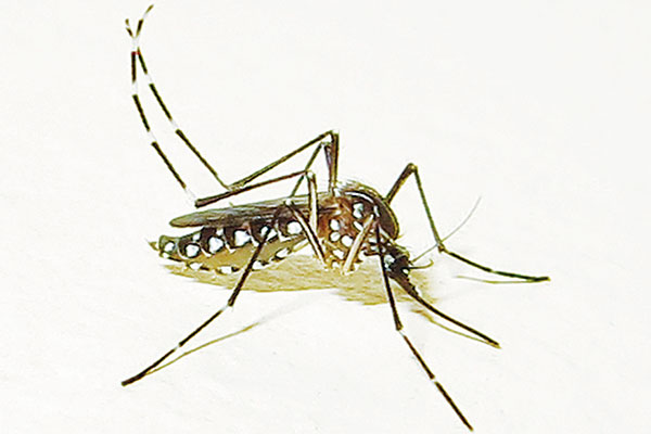 Aedes-aegypti-female