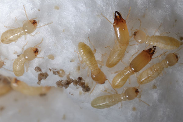 Eastern subterranean termite life cycle, unusual behaviors | Pest ...