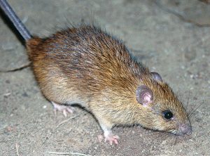 The source of a roof rat problem in a vacant building took several weeks to smoke out. Photo: Joe Wludyga; Wikimedia Commons/CSIRO