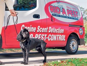 Huck (@huck_the_bed_bug_dog), a cocker spaniel for Mason, N.C.-based regional firm Rid-A-Pest, rides in his own special “Canine Scent Detection” vehicle with handler Chris Cozart. Photo: Rid-A-Pest