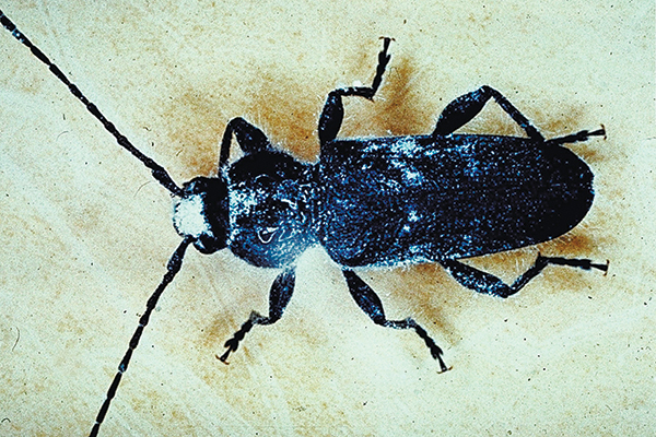 How to reduce wood-destroying insect callbacks | Pest Management ...