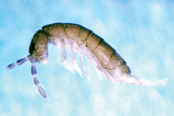 Springtails were once considered to be insects, but are now known as hexapods.