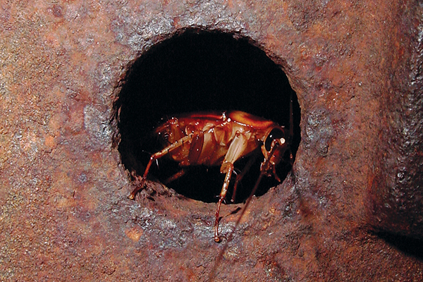 To watch a large American cockroach emerge from the sewer is not unlike watching a horror flick when the monster first appears on the screen. Photo: Mark sheperdigian