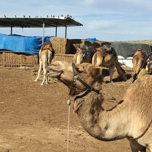 Notice the pigeons on the roof of the camel feed station in Israel. Photos: ©Stuart Aust