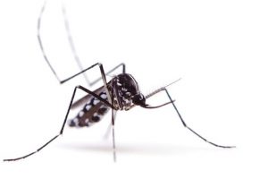 iS_36683678_mosquito[1]-2