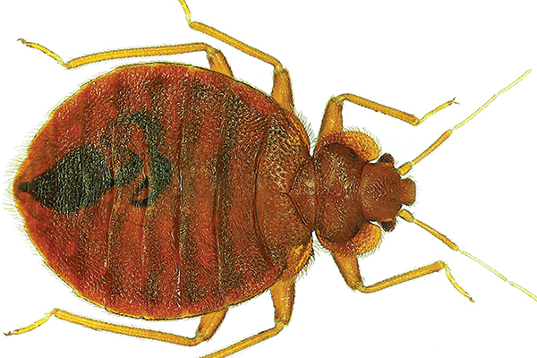 Flea Bites vs. Bed Bug Bites - Schooling Your Customers