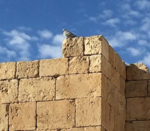 A pigeon sits on a tower in the Jewish city of Arad, Solomon’s fortress located in the Negev Desert. Photo: ©Stuart Aust