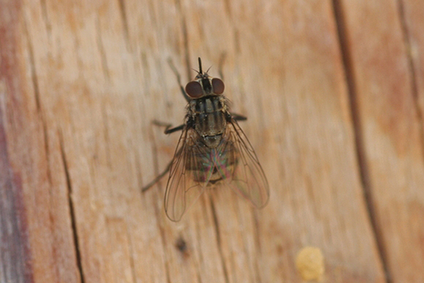 A multi-pronged approach worked at a tough stable fly (Stomoxys calcitrans) account. Photo: bugwood.org/Whitney Cranshaw