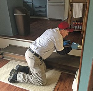 Walsh injects bait into cracks and crevices where he has observed ant activity. Photo: Heather Gooch