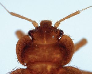 The common bed bug’s pronotum is deeply excavated. Photo: Mark Sheperdigian 