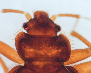 The tropical bed bug’s pronotum is only moderately excavated. Photo: Mark Sheperdigian 