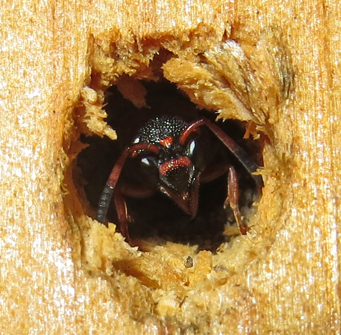 Mason Wasp, Red-marked, Pachodynerus erynnis 3B-Q.JPG