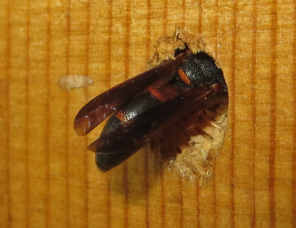 Mason Wasp, Red-marked, Pachodynerus erynnis 4B-Q.JPG