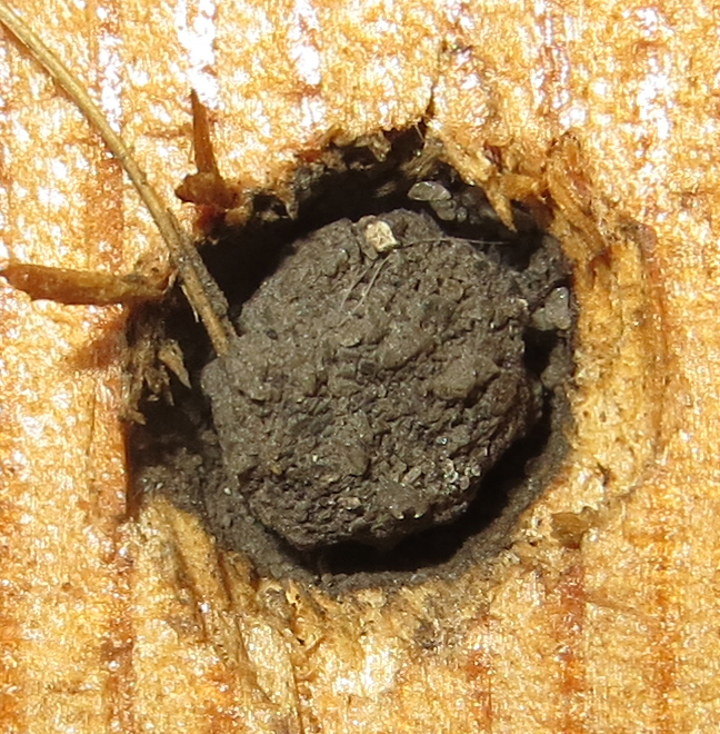 Mason Wasp, Red-marked, Pachodynerus erynnis sealed cell 1A.JPG