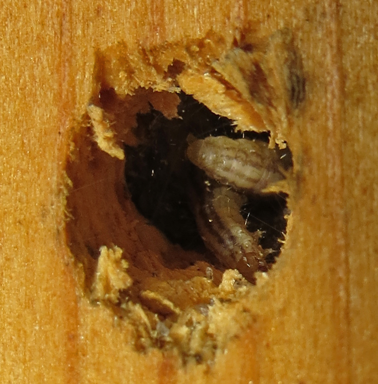 Mason Wasp, Red-marked, larval prey 1A-Q.JPG