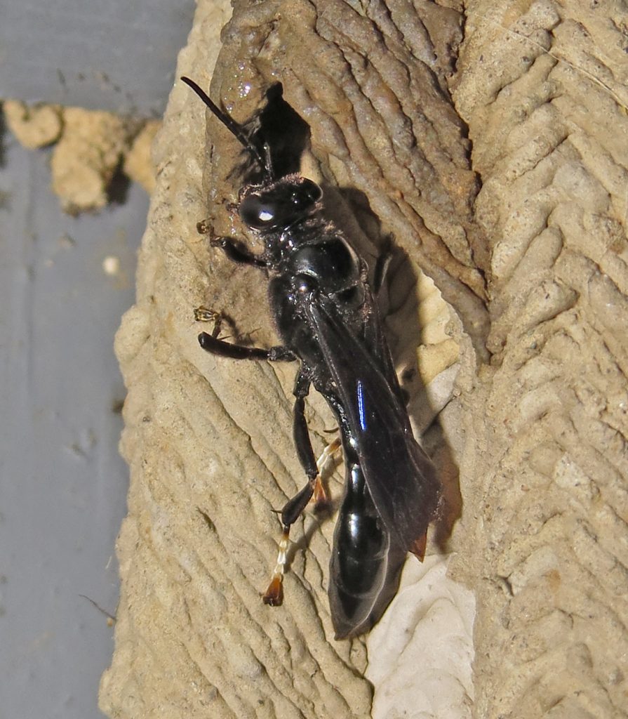 Organpipe Mud Dauber, Tropoxylon politum & nest 1F-Q.JPG