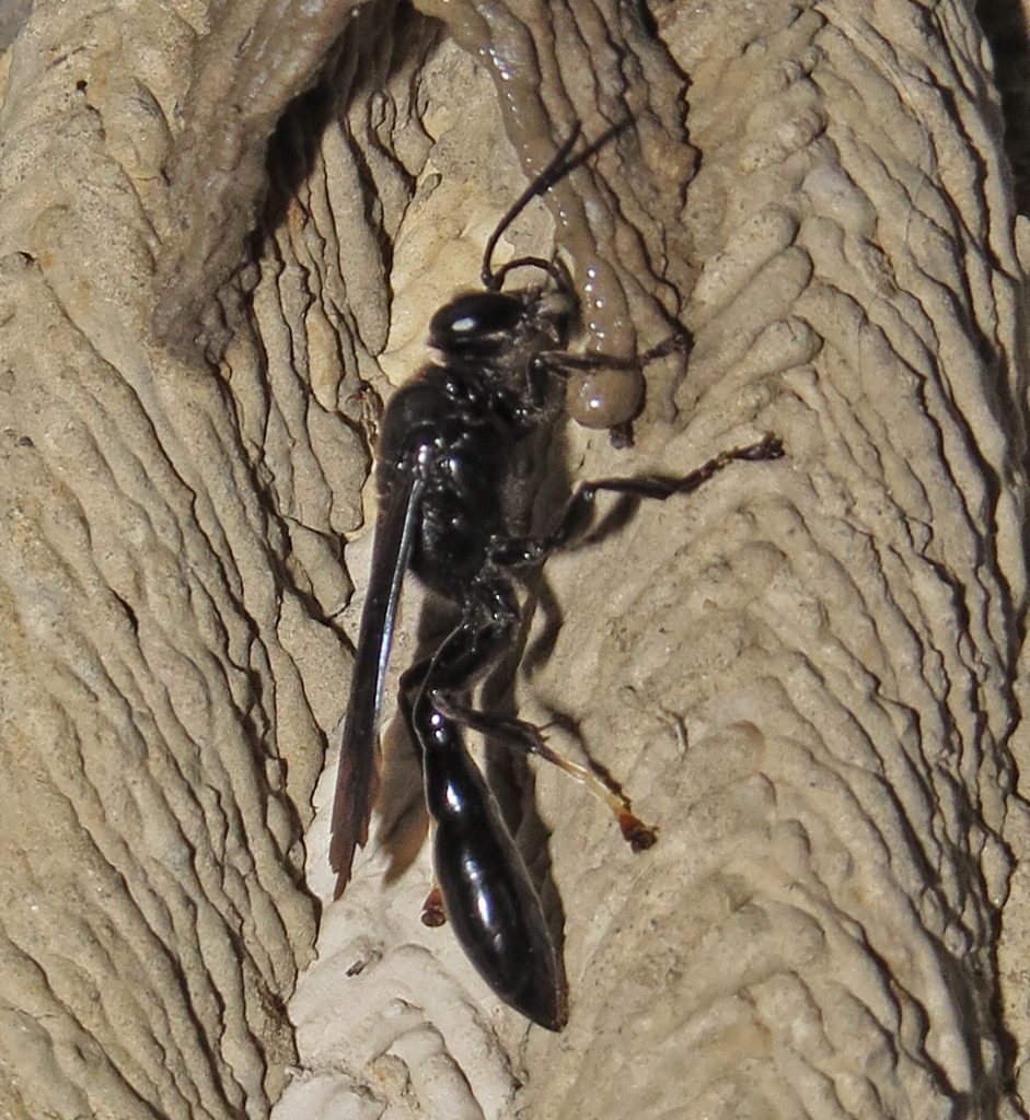 Organpipe Mud Dauber, Tropoxylon politum & nest 1M-Q.JPG