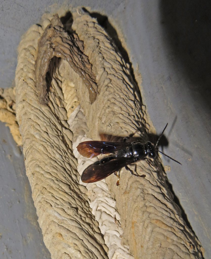 Organpipe Mud Dauber, Tropoxylon politum & nest 1P.JPG