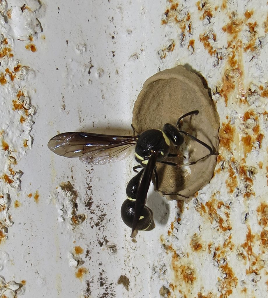 Potter Wasp, Eumenes fraternus and nest 1C-Q.JPG