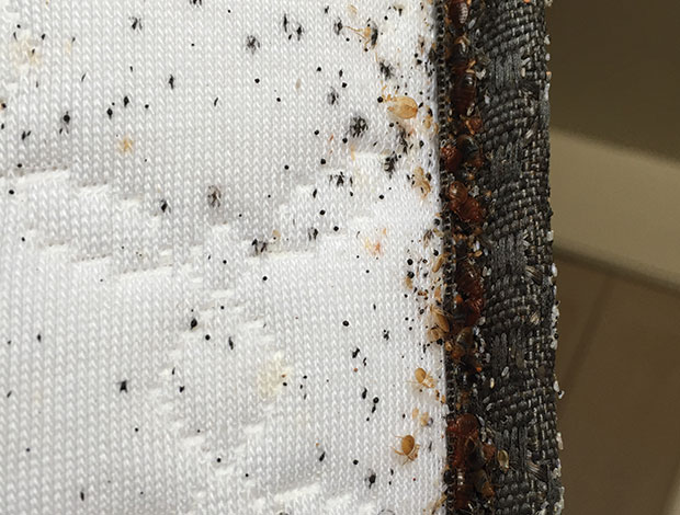 bed bugs line spa mattress