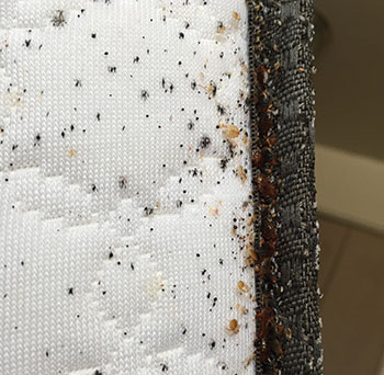 Bed Bug Mattress Cover - Prevent Bugs from Getting In and Out