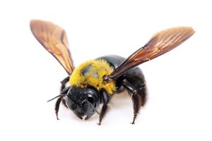 iS43694070carpenter-bee