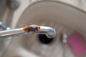 Cockroach on sink in kitchen photo from istock.com/Kirby Hamilton