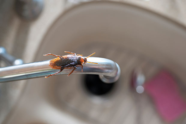 Cockroach on sink in kitchen photo from istock.com/Kirby Hamilton