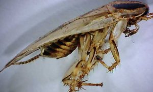 The Asian cockroach is often mistaken for the German species. Photo: ©istock.com/mindscanner