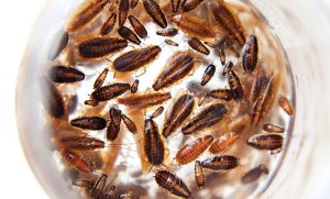 It’s helpful to record the total number of cockroaches caught and the ratio of nymphs to adults. (PHOTO: ISTOCK .COM/PUNKBARBY)