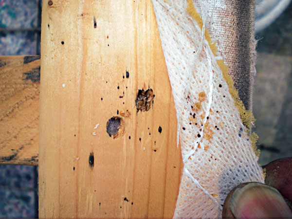 bed-bug-infested furniture: deface, defile or deconstruct?