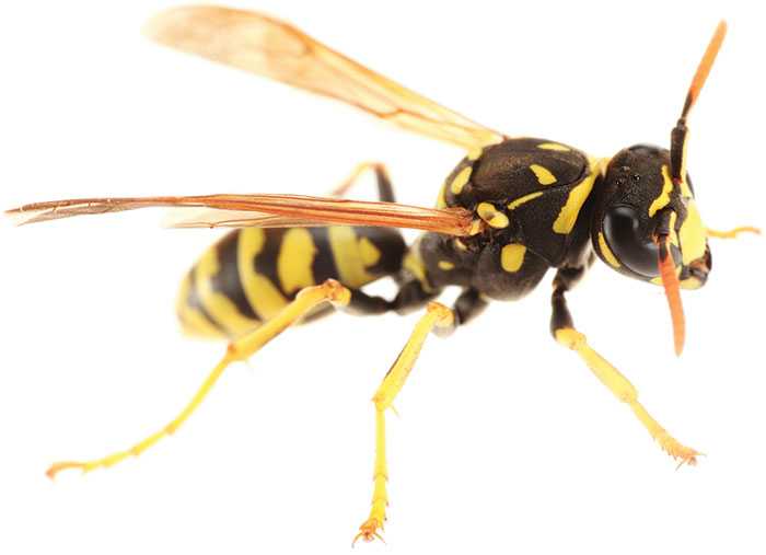 wasp - PHOTO: ISTOCK.COM/ARLINDO71