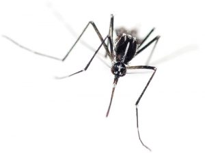 is85583995-tiger-mosquito-aedes-albopictus