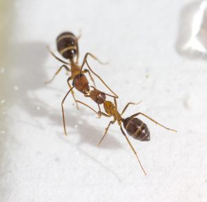 Carpenter ants (Camponotus floridanus) are exchanging fluid mouth-to-mouth by trophallaxis. Photo: Adria C. LeBoeuf