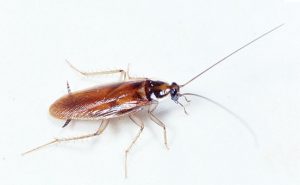 Photo: Clemson University - USDA Cooperative Extension Slide Series, Bugwood.org