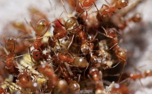 Pyramid ants are predators, and have been known to keep fire ant populations at bay. Photo courtesy of, and copyrighted by, Gene White, pmimages@earthlink.net