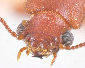 Fig. 1. True powderpost beetle (family Bostrichidae: subfamily Lyctinae). Photo: Dr. Gary Wegner 