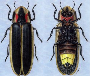 Illustration: Arwin Provonsha, Purdue Department of Entomology