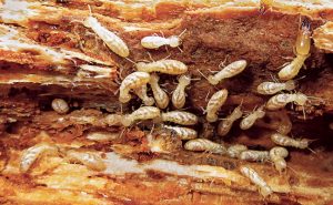 Fig. 2. Subterranean termites (order Blattodea: epifamily Termitoidae). Photo: Pest and Diseases Image Library