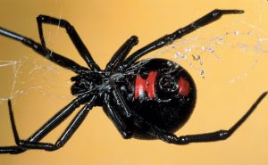 A black widow spider. Note the distinctive red hourglass-shaped marking on the underside of the abdomen, against an overall black color. Photo: Tom Myers