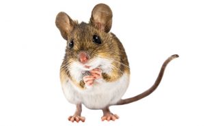 mouse photo from iStock.com/PCreativeNature_nl